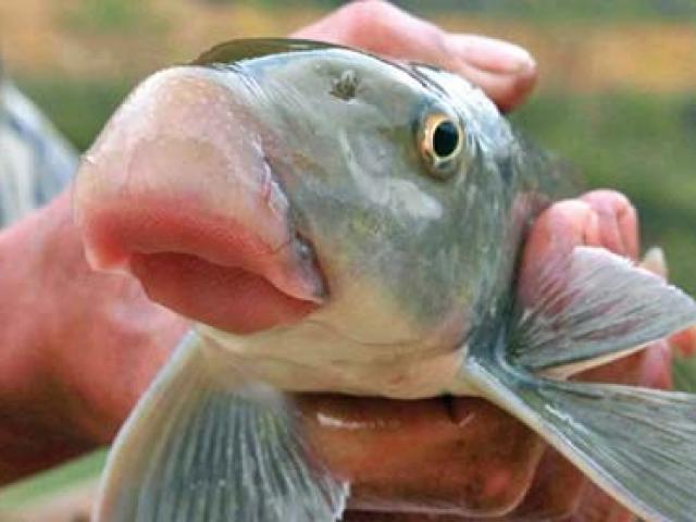 Điểm mặt những món ăn đắt nhất Việt Nam