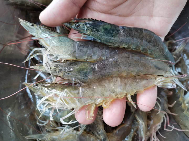 Muốn tôm luộc ngon ngọt, không tanh nhất định phải cho 2 gia vị này - Ảnh 1.