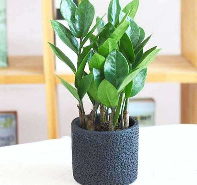 Chọn cây cảnh theo phong thủy để  để bàn hợp mệnh phong thủy - Ảnh 1.