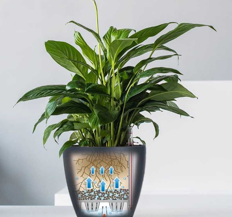 Chọn cây cảnh theo phong thủy để  để bàn hợp mệnh phong thủy - Ảnh 10.
