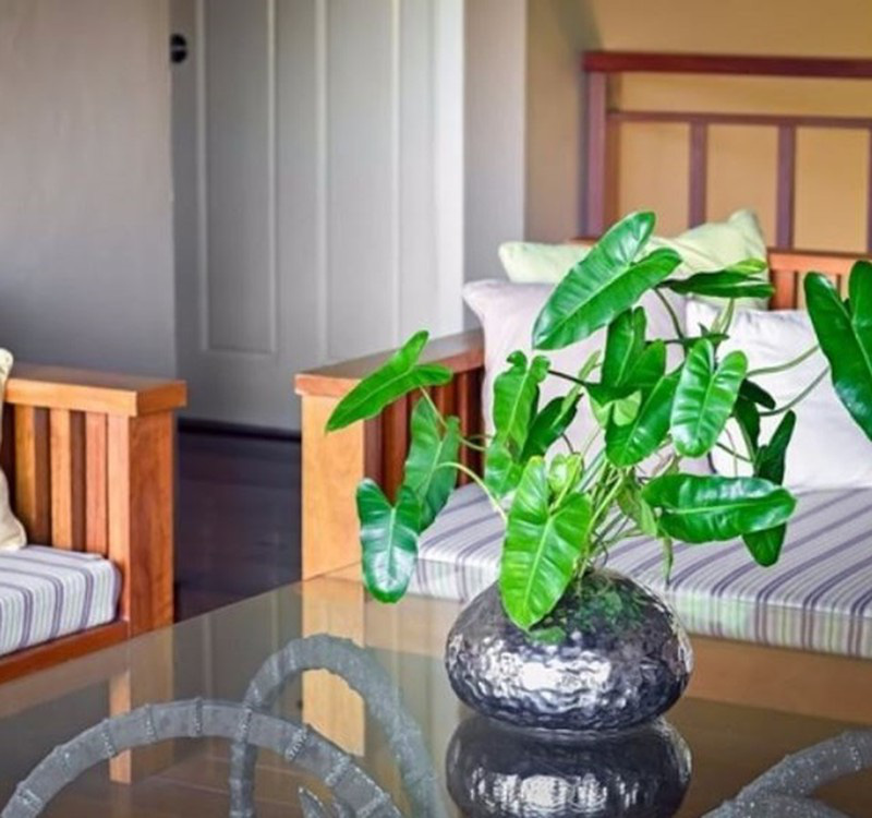 Chọn cây cảnh theo phong thủy để  để bàn hợp mệnh phong thủy - Ảnh 11.
