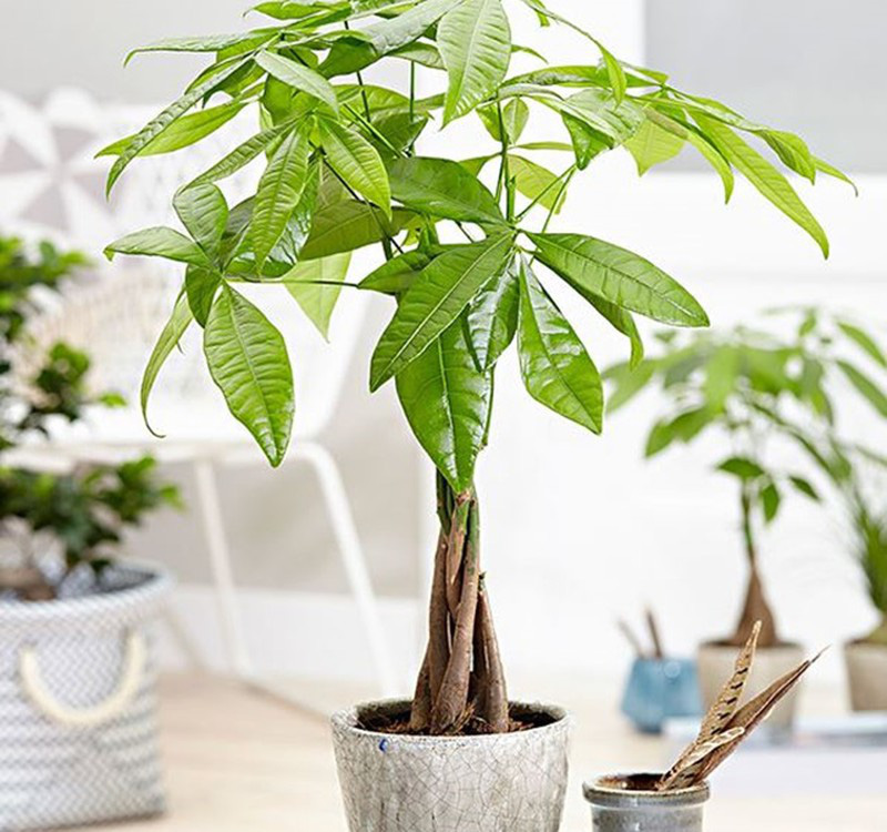 Chọn cây cảnh theo phong thủy để  để bàn hợp mệnh phong thủy - Ảnh 13.