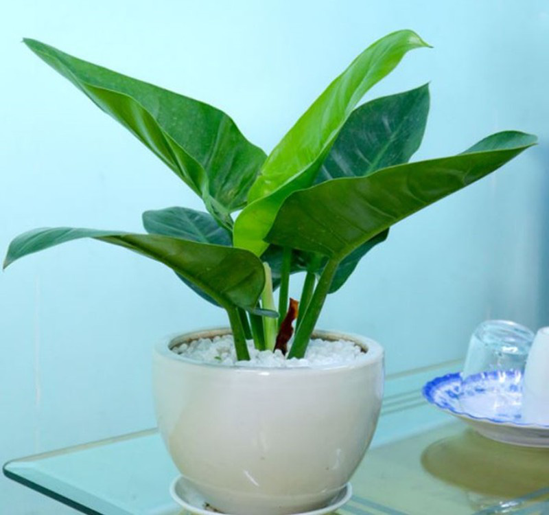Chọn cây cảnh theo phong thủy để  để bàn hợp mệnh phong thủy - Ảnh 17.