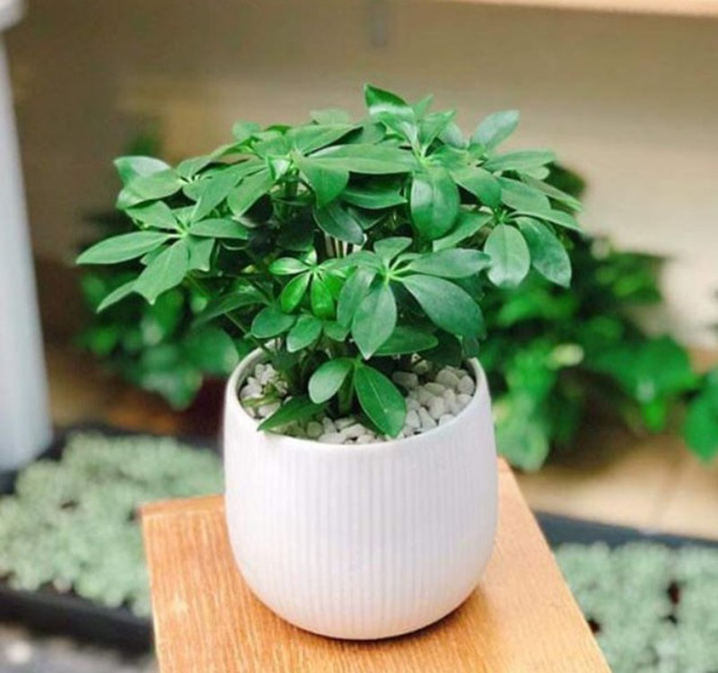 Chọn cây cảnh theo phong thủy để  để bàn hợp mệnh phong thủy - Ảnh 18.