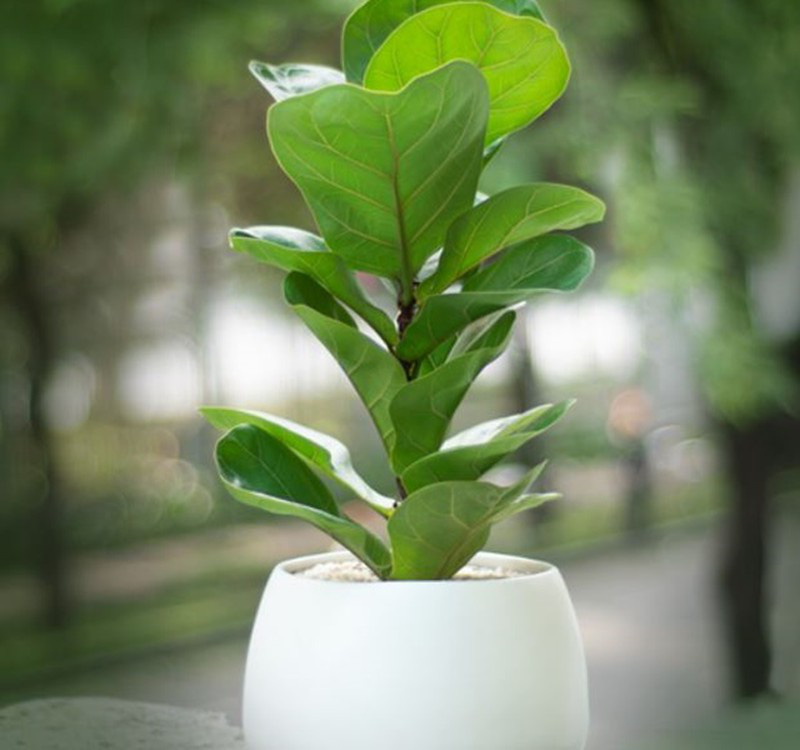 Chọn cây cảnh theo phong thủy để  để bàn hợp mệnh phong thủy - Ảnh 19.