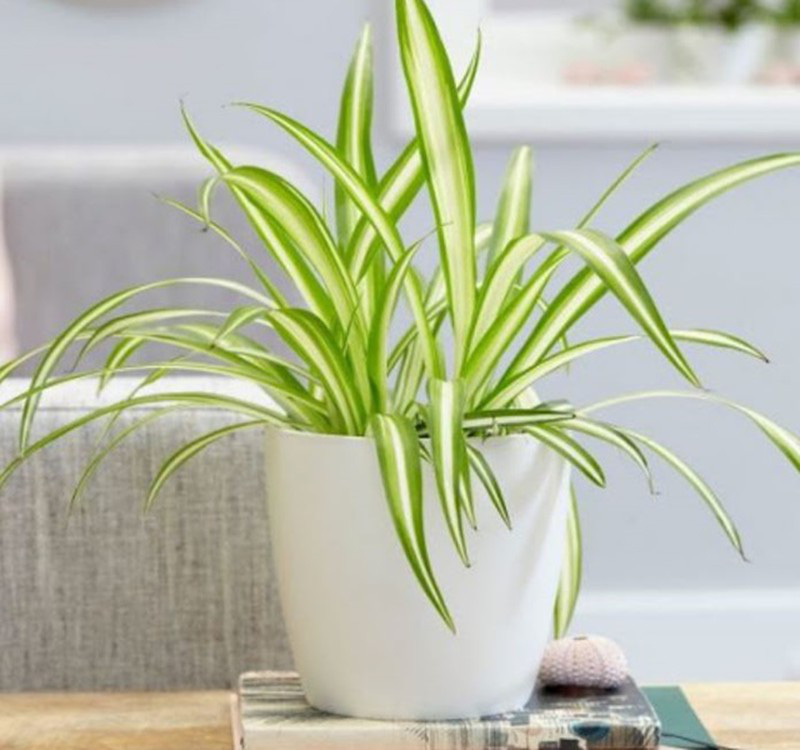 Chọn cây cảnh theo phong thủy để  để bàn hợp mệnh phong thủy - Ảnh 23.