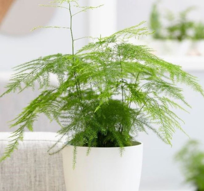 Chọn cây cảnh theo phong thủy để  để bàn hợp mệnh phong thủy - Ảnh 24.