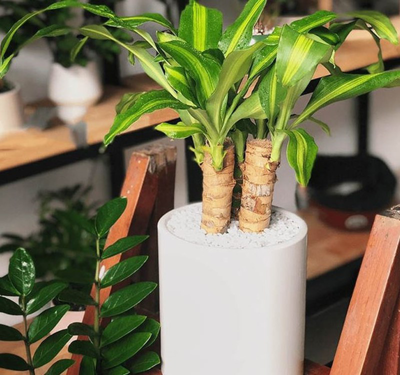 Chọn cây cảnh theo phong thủy để  để bàn hợp mệnh phong thủy - Ảnh 26.