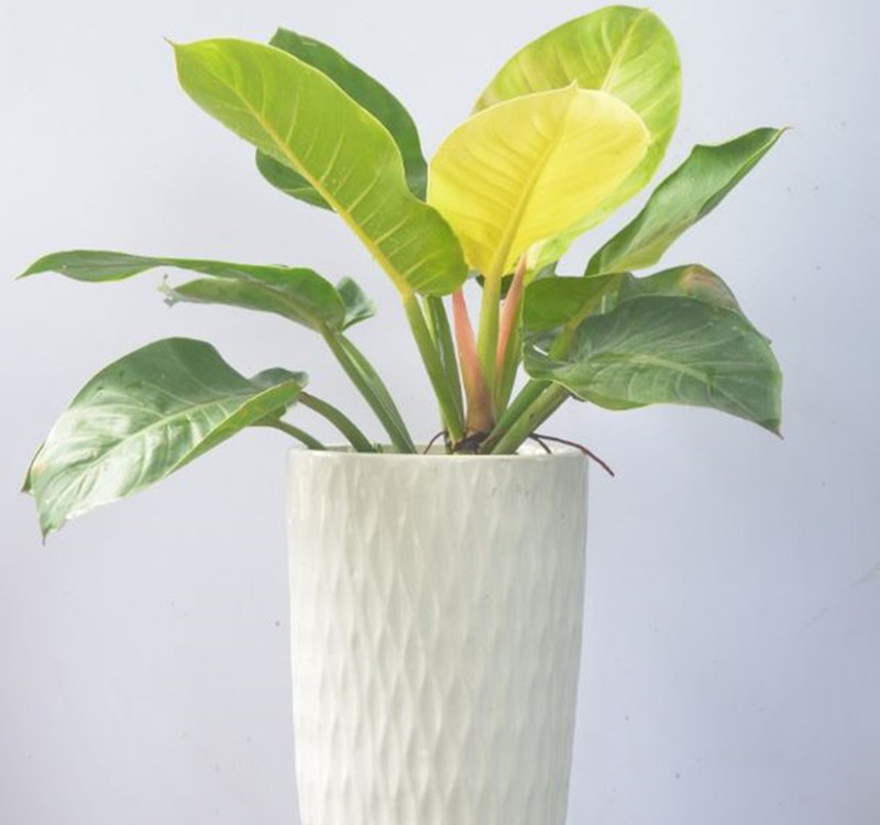 Chọn cây cảnh theo phong thủy để  để bàn hợp mệnh phong thủy - Ảnh 27.