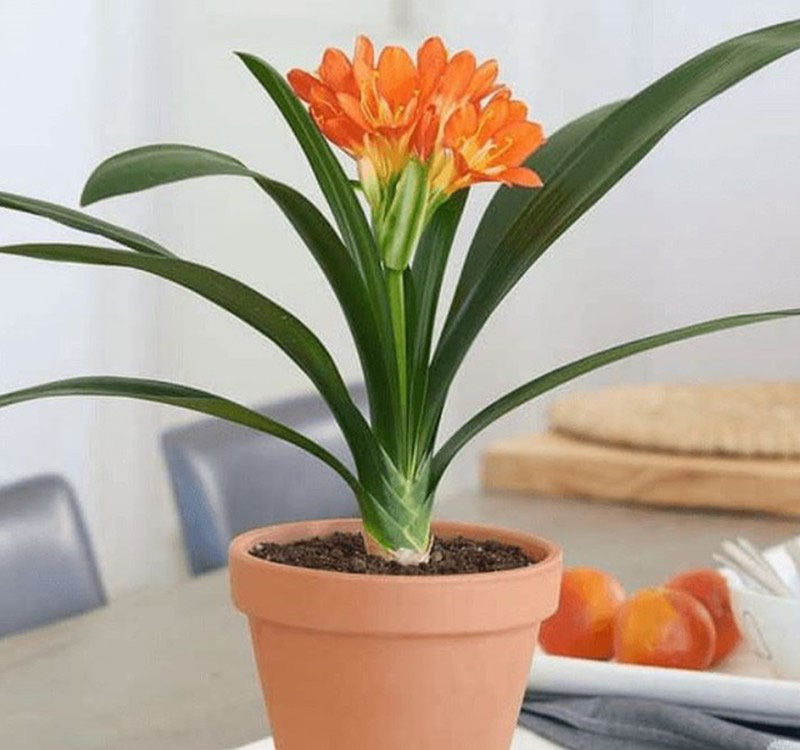Chọn cây cảnh theo phong thủy để  để bàn hợp mệnh phong thủy - Ảnh 9.