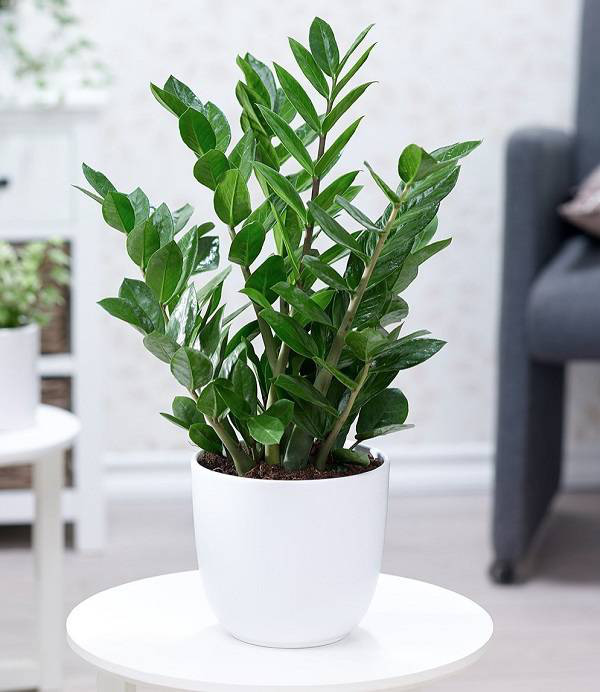 7 loại cây vừa thanh lọc không khí vừa mang đến tài lộc, phú quý cho gia chủ - Ảnh 1.