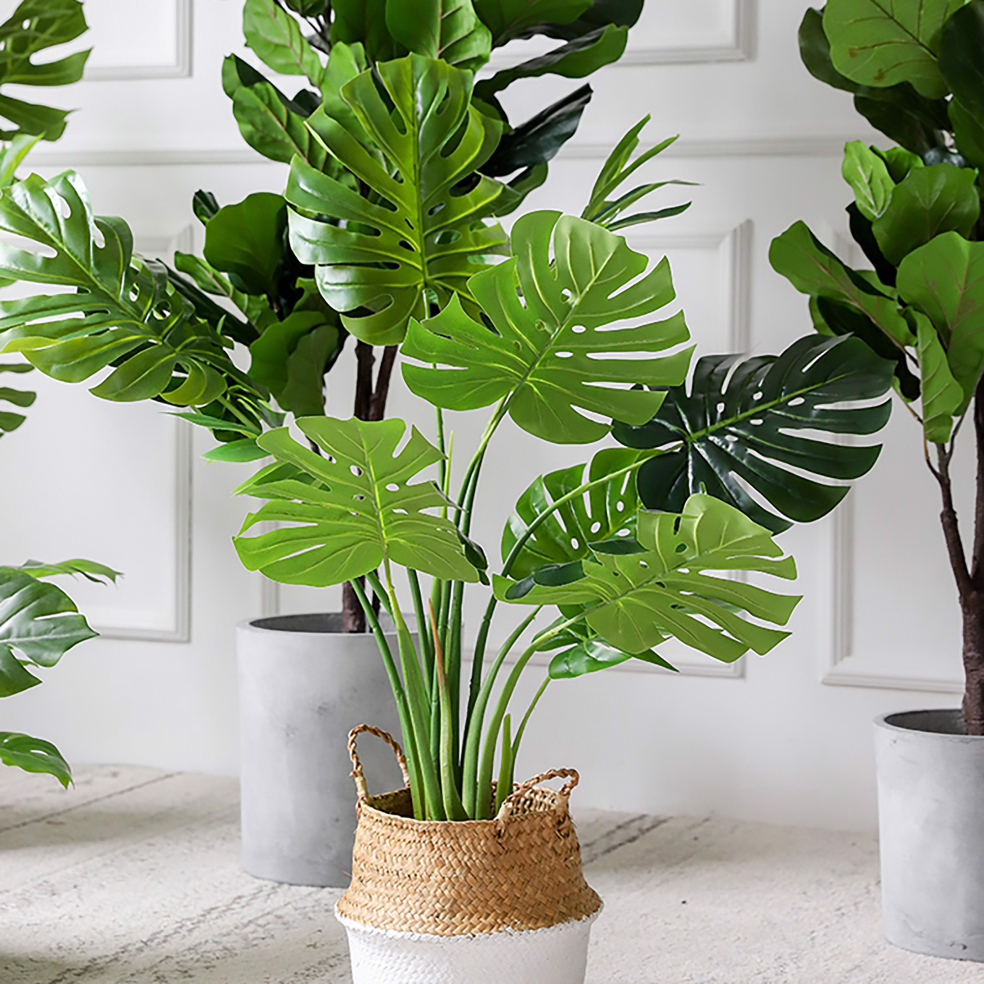 7 loại cây vừa thanh lọc không khí vừa mang đến tài lộc, phú quý cho gia chủ - Ảnh 3.