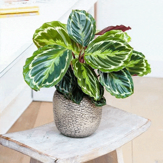 7 loại cây vừa thanh lọc không khí vừa mang đến tài lộc, phú quý cho gia chủ - Ảnh 4.