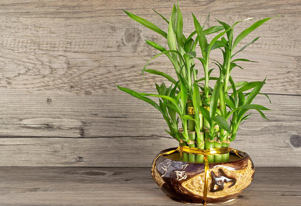 7 loại cây vừa thanh lọc không khí vừa mang đến tài lộc, phú quý cho gia chủ - Ảnh 6.