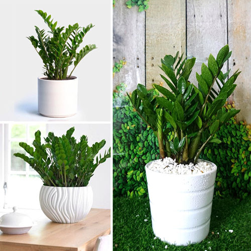 5 loại cây hút tài lộc cực đỉnh, gia chủ nghèo khó mấy cũng làm ăn vượng phát - Ảnh 2. 5 loại cây hút tài lộc cực đỉnh, gia chủ nghèo khó mấy cũng làm ăn vượng phát - Ảnh 2.