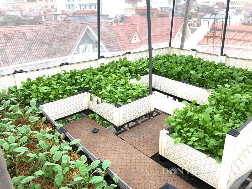 Choáng với khu vườn ngập rau xanh, quả ngọt trên sân thượng của mẹ đảm Hà thành - Ảnh 5. Choáng với khu vườn ngập rau xanh, quả ngọt trên sân thượng của mẹ đảm Hà thành - Ảnh 5.