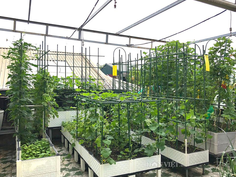 Choáng với khu vườn ngập rau xanh, quả ngọt trên sân thượng của mẹ đảm Hà thành - Ảnh 1. Choáng với khu vườn ngập rau xanh, quả ngọt trên sân thượng của mẹ đảm Hà thành - Ảnh 1.