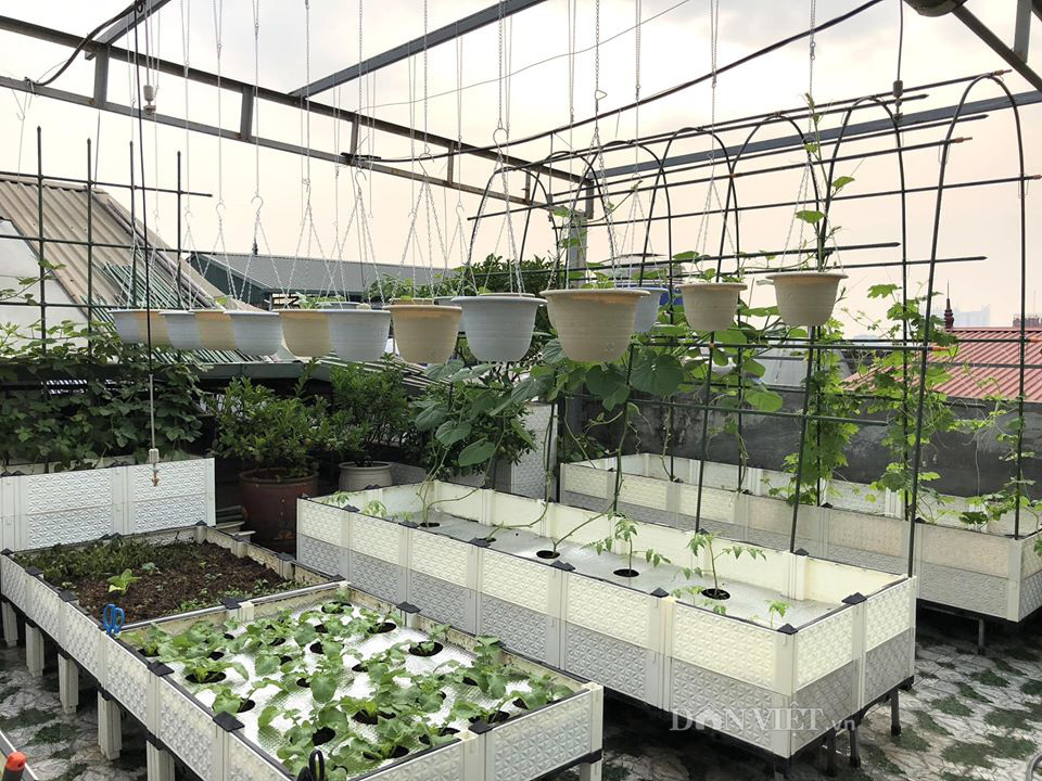 Choáng với khu vườn ngập rau xanh, quả ngọt trên sân thượng của mẹ đảm Hà thành - Ảnh 2. Choáng với khu vườn ngập rau xanh, quả ngọt trên sân thượng của mẹ đảm Hà thành - Ảnh 2.
