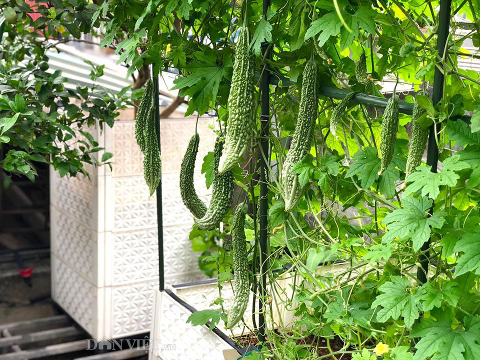 Choáng với khu vườn ngập rau xanh, quả ngọt trên sân thượng của mẹ đảm Hà thành - Ảnh 11. Choáng với khu vườn ngập rau xanh, quả ngọt trên sân thượng của mẹ đảm Hà thành - Ảnh 11.