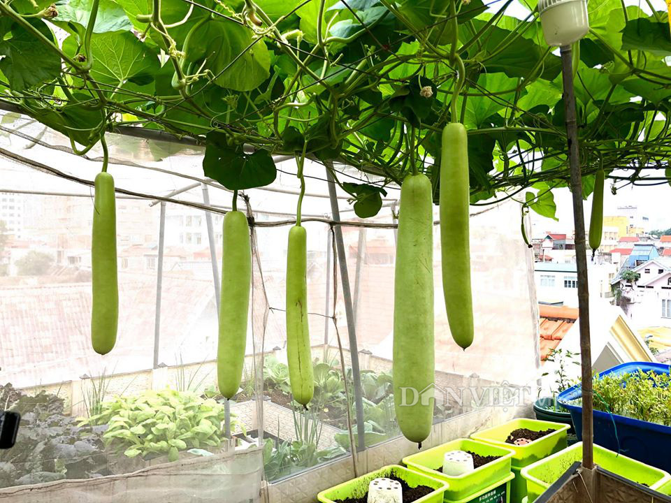 Choáng với khu vườn ngập rau xanh, quả ngọt trên sân thượng của mẹ đảm Hà thành - Ảnh 8. Choáng với khu vườn ngập rau xanh, quả ngọt trên sân thượng của mẹ đảm Hà thành - Ảnh 8.