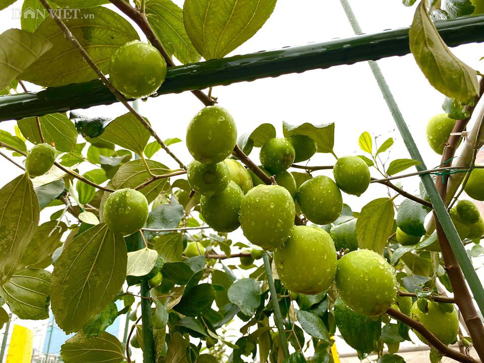 Choáng với khu vườn ngập rau xanh, quả ngọt trên sân thượng của mẹ đảm Hà thành - Ảnh 12. Choáng với khu vườn ngập rau xanh, quả ngọt trên sân thượng của mẹ đảm Hà thành - Ảnh 12.
