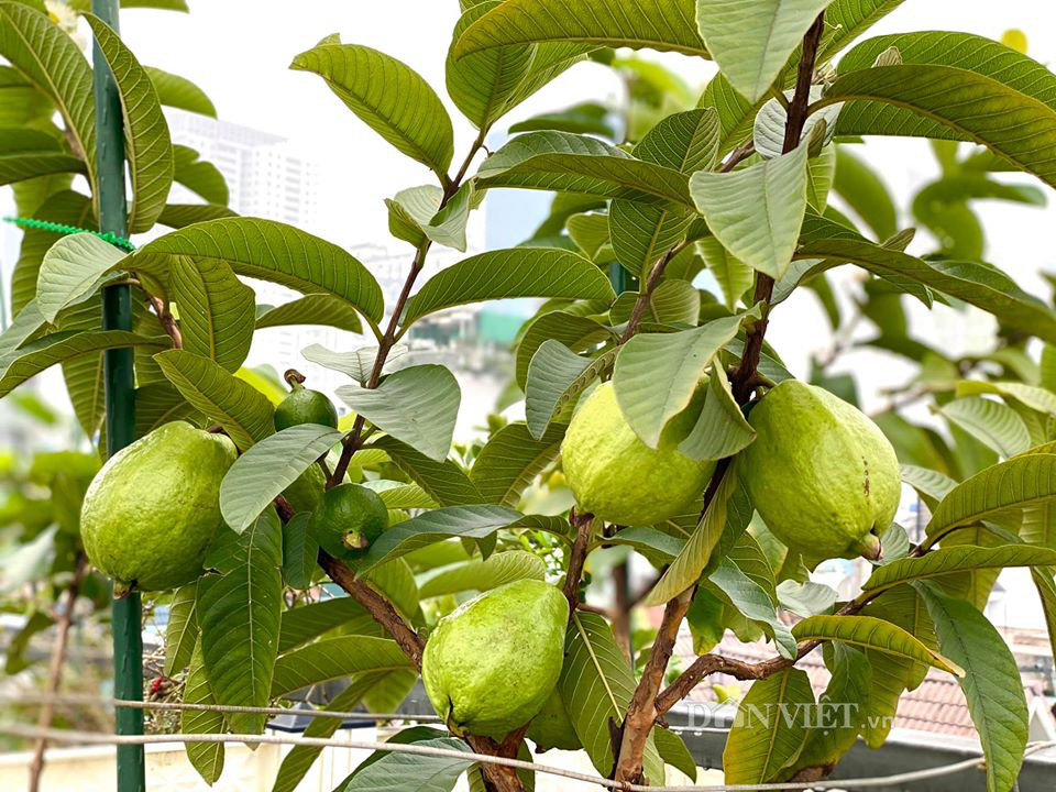 Choáng với khu vườn ngập rau xanh, quả ngọt trên sân thượng của mẹ đảm Hà thành - Ảnh 13. Choáng với khu vườn ngập rau xanh, quả ngọt trên sân thượng của mẹ đảm Hà thành - Ảnh 13.