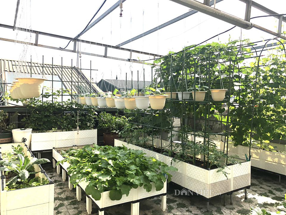 Choáng với khu vườn ngập rau xanh, quả ngọt trên sân thượng của mẹ đảm Hà thành - Ảnh 4. Choáng với khu vườn ngập rau xanh, quả ngọt trên sân thượng của mẹ đảm Hà thành - Ảnh 4.