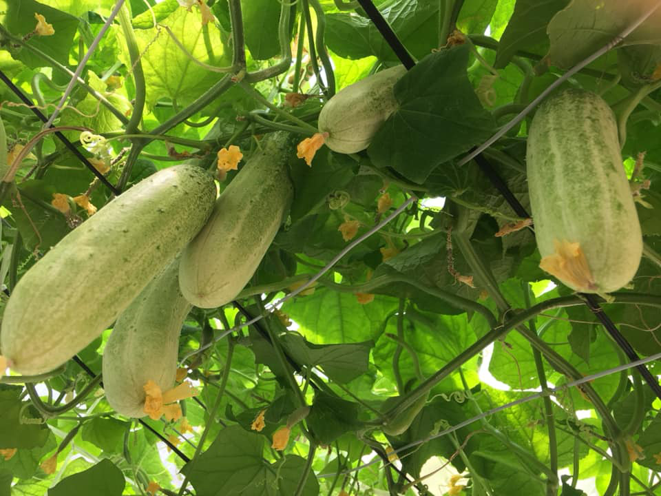 Ngỡ ngàng giàn dưa chuột "hái mỏi tay " không hết trên sân thượng của gia đình Hà Nội - Ảnh 4. Ngỡ ngàng giàn dưa chuột "hái mỏi tay " không hết trên sân thượng của gia đình Hà Nội - Ảnh 4.