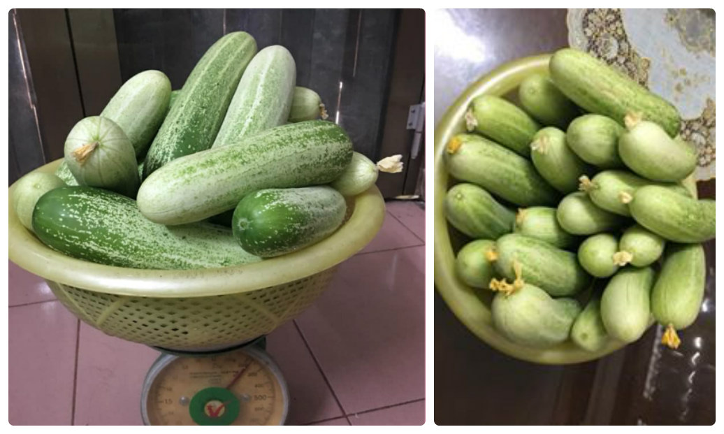 Ngỡ ngàng giàn dưa chuột "hái mỏi tay " không hết trên sân thượng của gia đình Hà Nội - Ảnh 8. Ngỡ ngàng giàn dưa chuột "hái mỏi tay " không hết trên sân thượng của gia đình Hà Nội - Ảnh 8.
