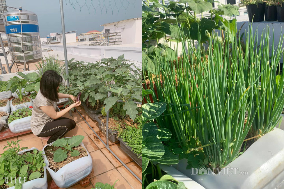 Tận dụng can nhựa mẹ đảm Cần Thơ biến sân thượng thành khu vườn xanh mát - Ảnh 12.