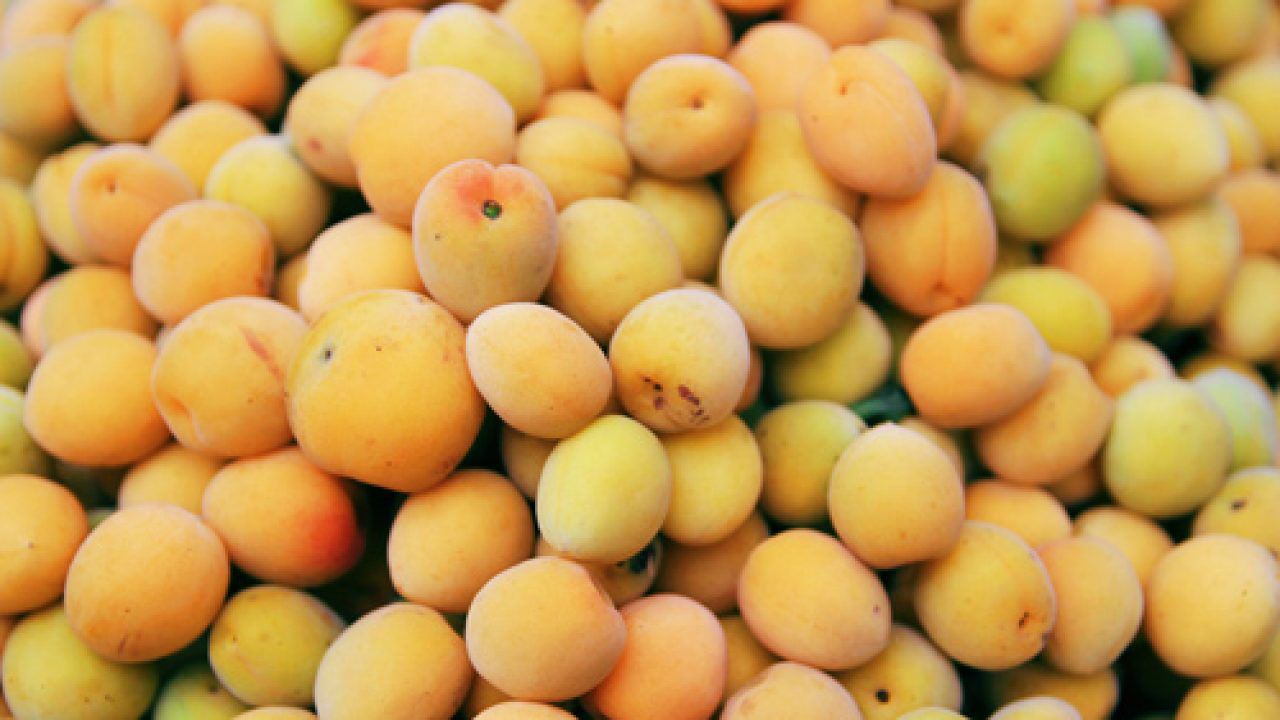 Mẹo ngâm mơ muối để lâu ngày mà không bị hư - Ảnh 1. Mẹo ngâm mơ muối để lâu ngày mà không bị hư - Ảnh 1.