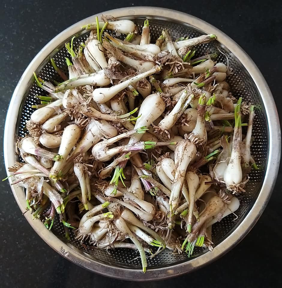 Bí quyết làm củ kiệu ngâm chua ngọt giòn ngon, trắng tinh, bảo quản lâu - Ảnh 1. Bí quyết làm củ kiệu ngâm chua ngọt giòn ngon, trắng tinh, bảo quản lâu - Ảnh 1.