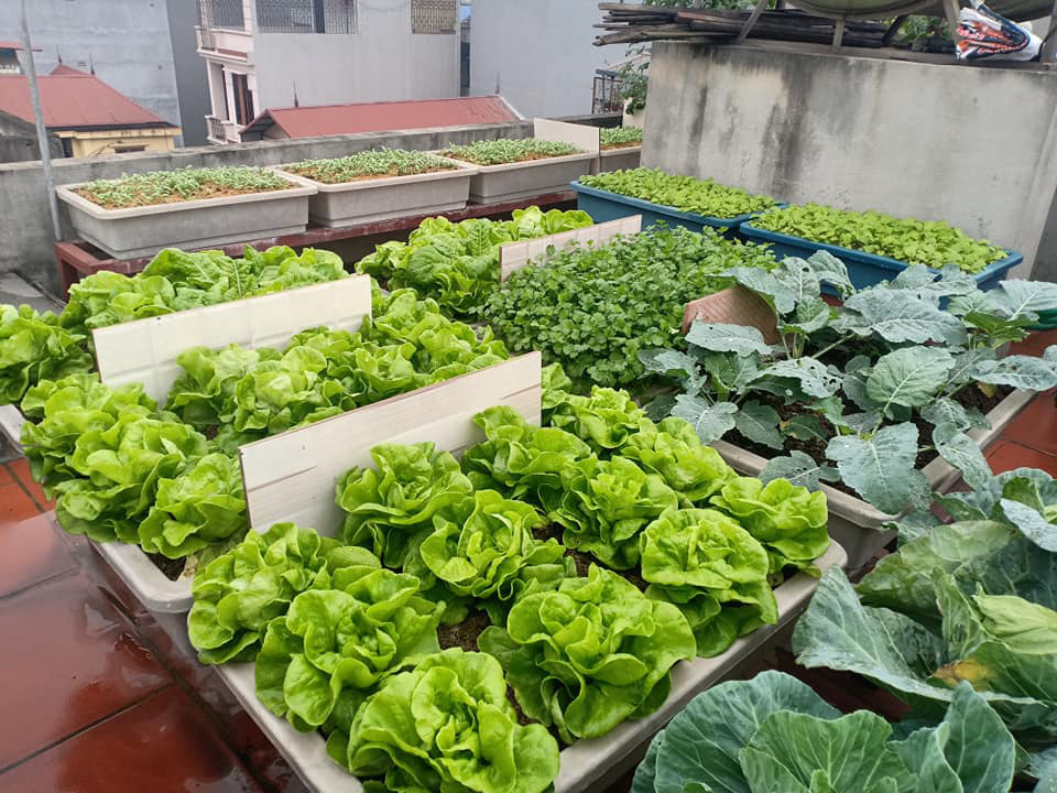 Phục sát đất ông bố Hà thành vác 2 tấn đất lên sân thượng tầng 5 trồng rau sạch - Ảnh 3. Phục sát đất ông bố Hà thành vác 2 tấn đất lên sân thượng tầng 5 trồng rau sạch - Ảnh 3.