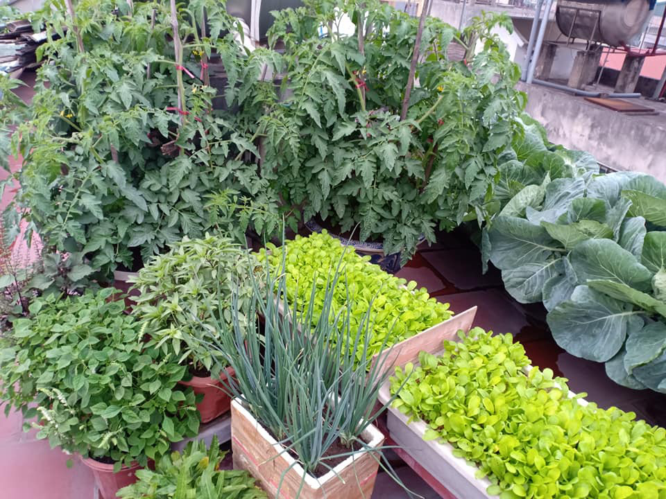Phục sát đất ông bố Hà thành vác 2 tấn đất lên sân thượng tầng 5 trồng rau sạch - Ảnh 7. Phục sát đất ông bố Hà thành vác 2 tấn đất lên sân thượng tầng 5 trồng rau sạch - Ảnh 7.