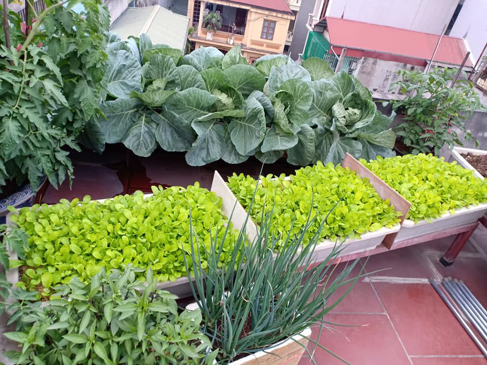 Phục sát đất ông bố Hà thành vác 2 tấn đất lên sân thượng tầng 5 trồng rau sạch - Ảnh 4. Phục sát đất ông bố Hà thành vác 2 tấn đất lên sân thượng tầng 5 trồng rau sạch - Ảnh 4.