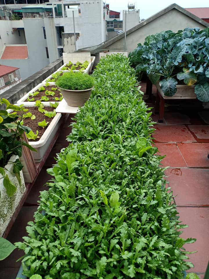 Phục sát đất ông bố Hà thành vác 2 tấn đất lên sân thượng tầng 5 trồng rau sạch - Ảnh 10. Phục sát đất ông bố Hà thành vác 2 tấn đất lên sân thượng tầng 5 trồng rau sạch - Ảnh 10.