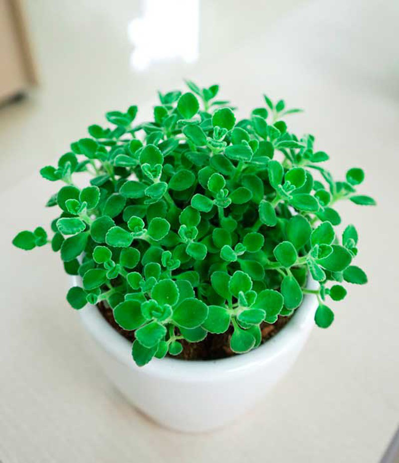 6 loại cây phong thủy tăng tài vận, mang lại bình an cho gia chủ - Ảnh 4.