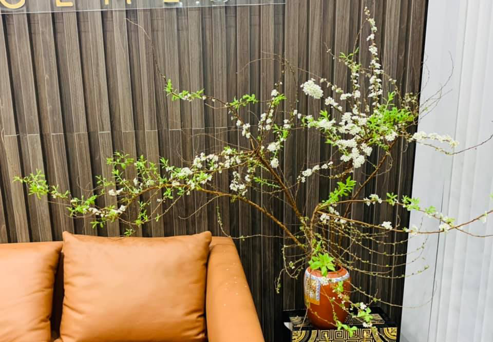 Hoa tuyết mai - Ảnh 1. Hoa tuyết mai - Ảnh 1.