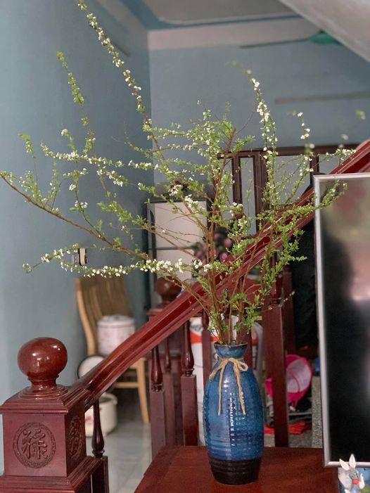 Bỏ túi ngay cách cắm hoa tuyết mai trang trí nhà cửa dịp Tết - Ảnh 2. Bỏ túi ngay cách cắm hoa tuyết mai trang trí nhà cửa dịp Tết - Ảnh 2.