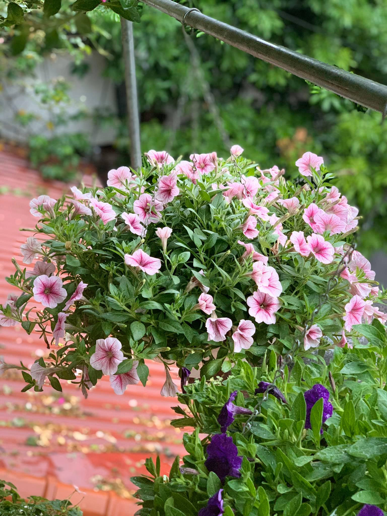 Ngẩn ngơ ngắm ngôi nhà phủ kín hoa dạ yến thảo "vạn người mê" của bà mẹ đảm ở Hưng Yên - Ảnh 12. Ngẩn ngơ ngắm ngôi nhà phủ kín hoa dạ yến thảo "vạn người mê" của bà mẹ đảm ở Hưng Yên - Ảnh 12.