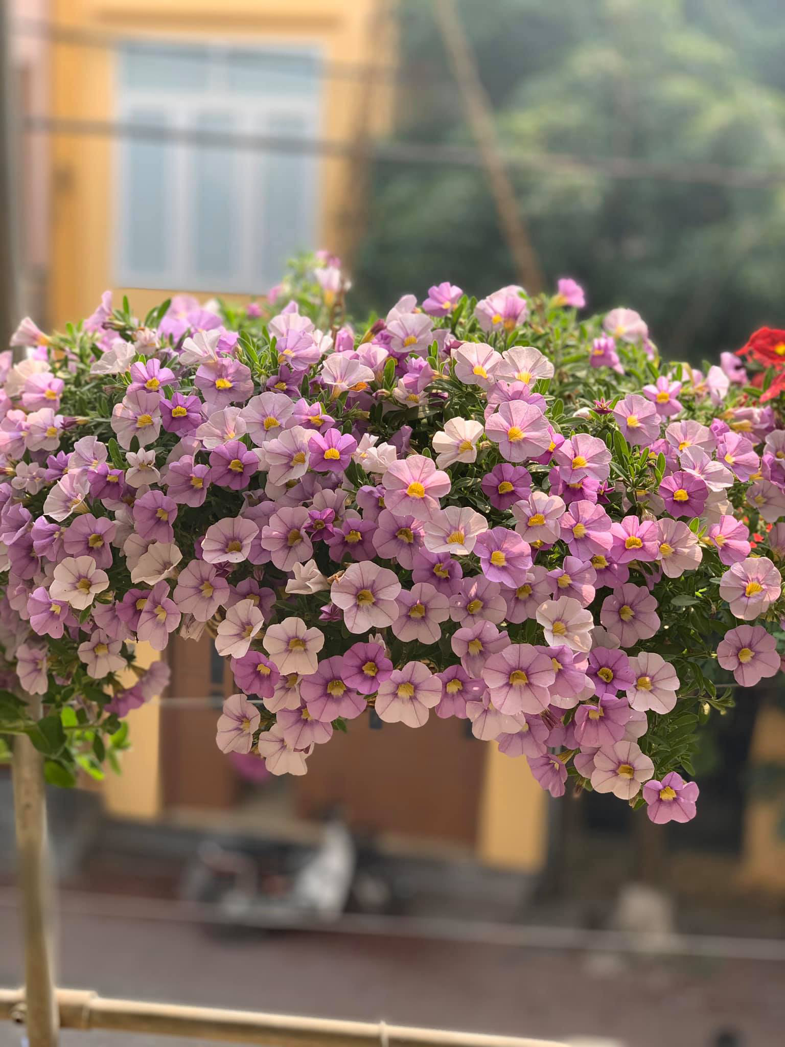 Ngẩn ngơ ngắm ngôi nhà phủ kín hoa dạ yến thảo "vạn người mê" của bà mẹ đảm ở Hưng Yên - Ảnh 10. Ngẩn ngơ ngắm ngôi nhà phủ kín hoa dạ yến thảo "vạn người mê" của bà mẹ đảm ở Hưng Yên - Ảnh 10.