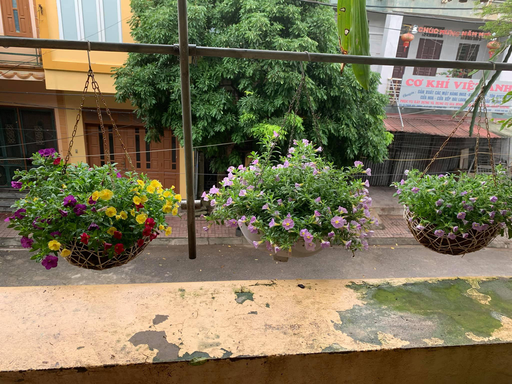 Ngẩn ngơ ngắm ngôi nhà phủ kín hoa dạ yến thảo "vạn người mê" của bà mẹ đảm ở Hưng Yên - Ảnh 6. Ngẩn ngơ ngắm ngôi nhà phủ kín hoa dạ yến thảo "vạn người mê" của bà mẹ đảm ở Hưng Yên - Ảnh 6.