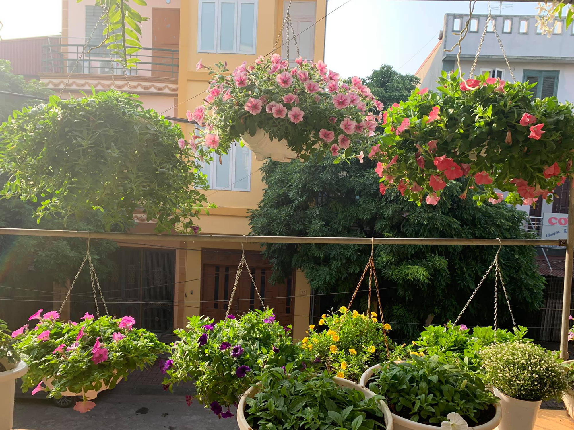 Ngẩn ngơ ngắm ngôi nhà phủ kín hoa dạ yến thảo "vạn người mê" của bà mẹ đảm ở Hưng Yên - Ảnh 5. Ngẩn ngơ ngắm ngôi nhà phủ kín hoa dạ yến thảo "vạn người mê" của bà mẹ đảm ở Hưng Yên - Ảnh 5.