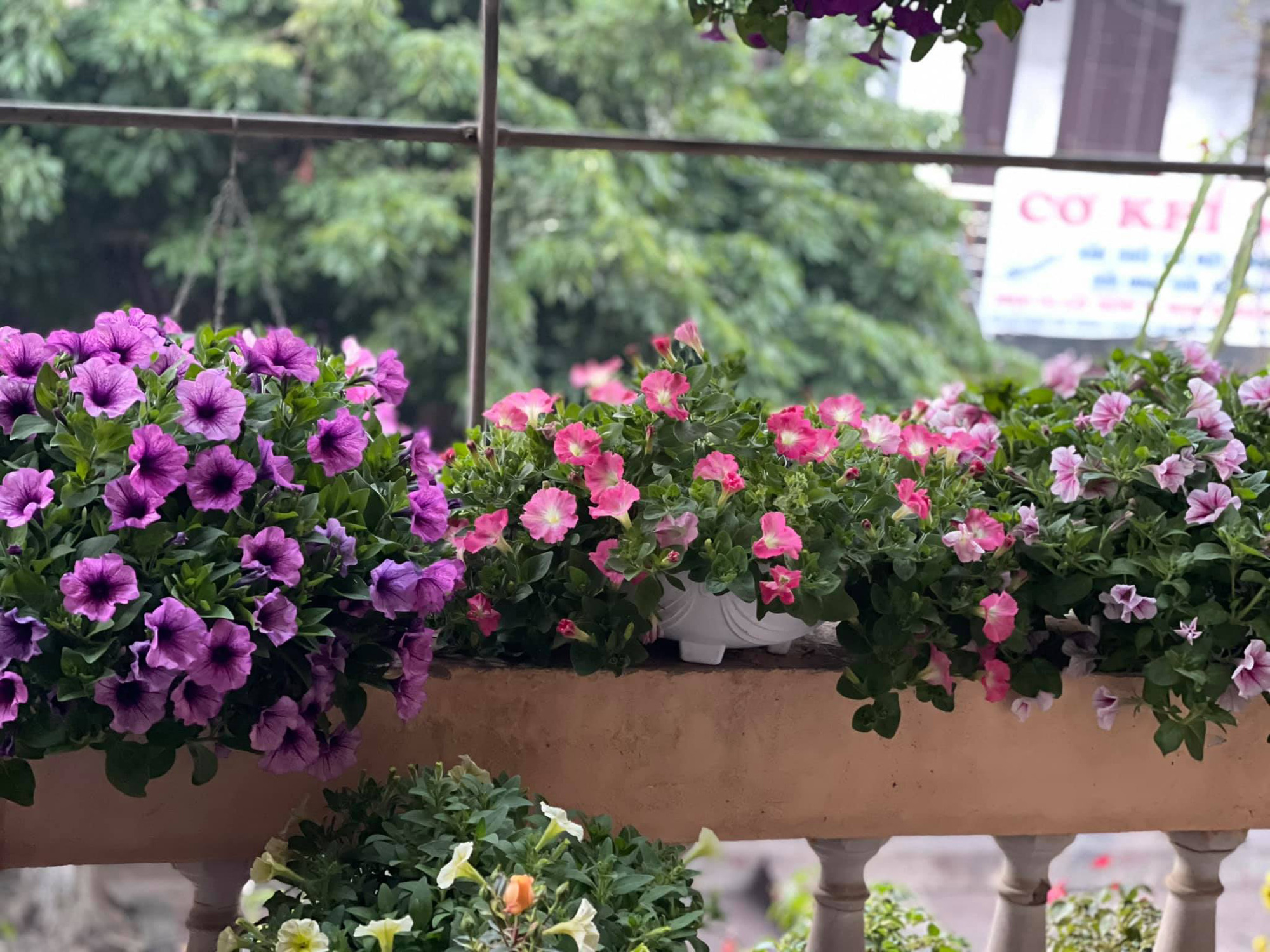 Ngẩn ngơ ngắm ngôi nhà phủ kín hoa dạ yến thảo "vạn người mê" của bà mẹ đảm ở Hưng Yên - Ảnh 4. Ngẩn ngơ ngắm ngôi nhà phủ kín hoa dạ yến thảo "vạn người mê" của bà mẹ đảm ở Hưng Yên - Ảnh 4.