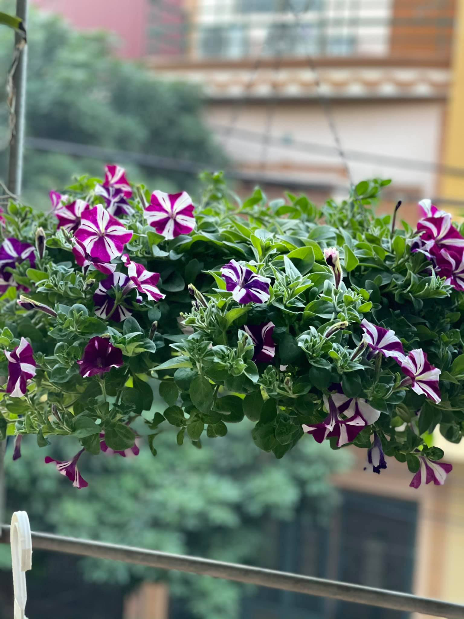 Ngẩn ngơ ngắm ngôi nhà phủ kín hoa dạ yến thảo "vạn người mê" của bà mẹ đảm ở Hưng Yên - Ảnh 9. Ngẩn ngơ ngắm ngôi nhà phủ kín hoa dạ yến thảo "vạn người mê" của bà mẹ đảm ở Hưng Yên - Ảnh 9.