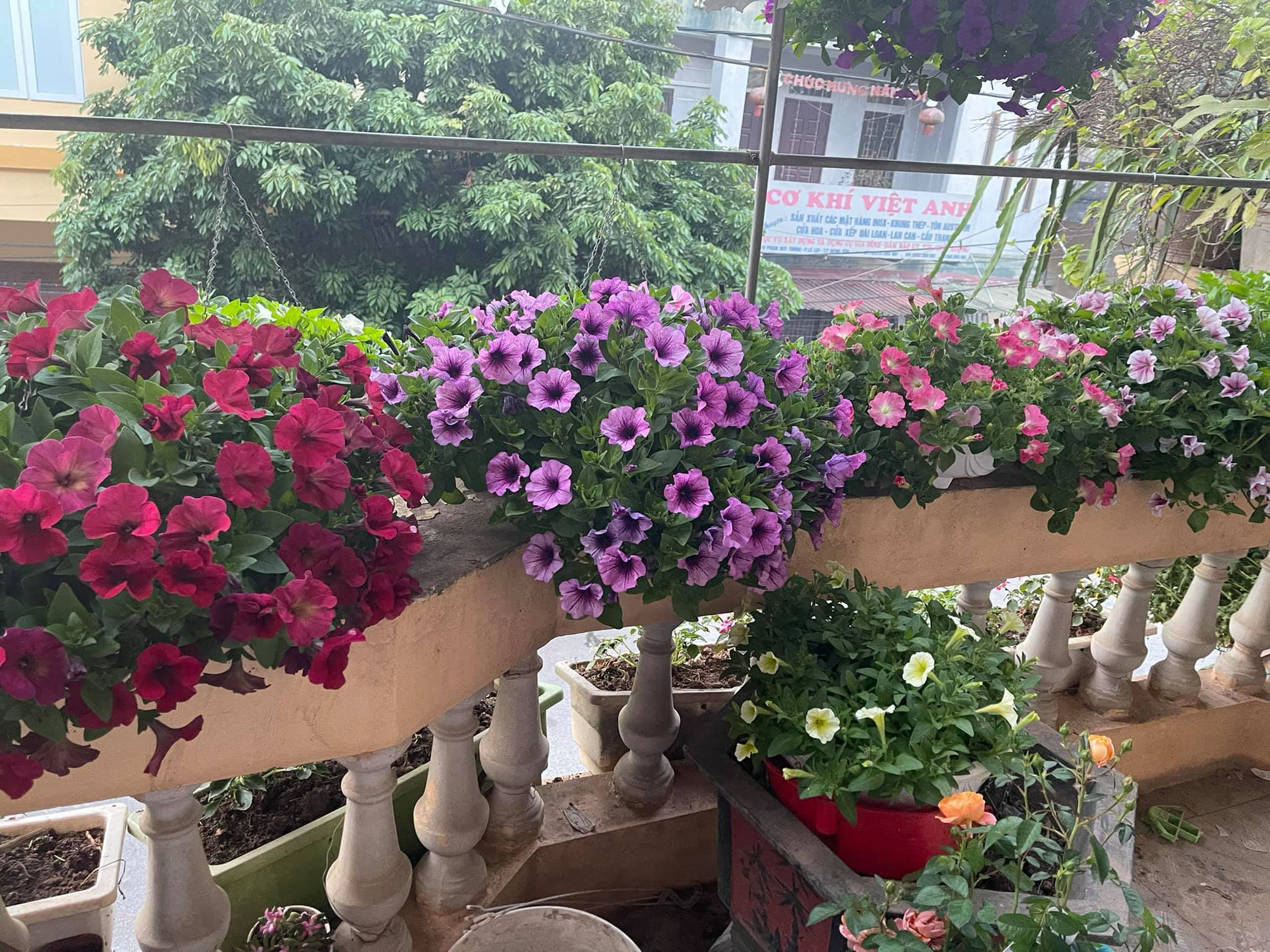 Ngẩn ngơ ngắm ngôi nhà phủ kín hoa dạ yến thảo "vạn người mê" của bà mẹ đảm ở Hưng Yên - Ảnh 7. Ngẩn ngơ ngắm ngôi nhà phủ kín hoa dạ yến thảo "vạn người mê" của bà mẹ đảm ở Hưng Yên - Ảnh 7.