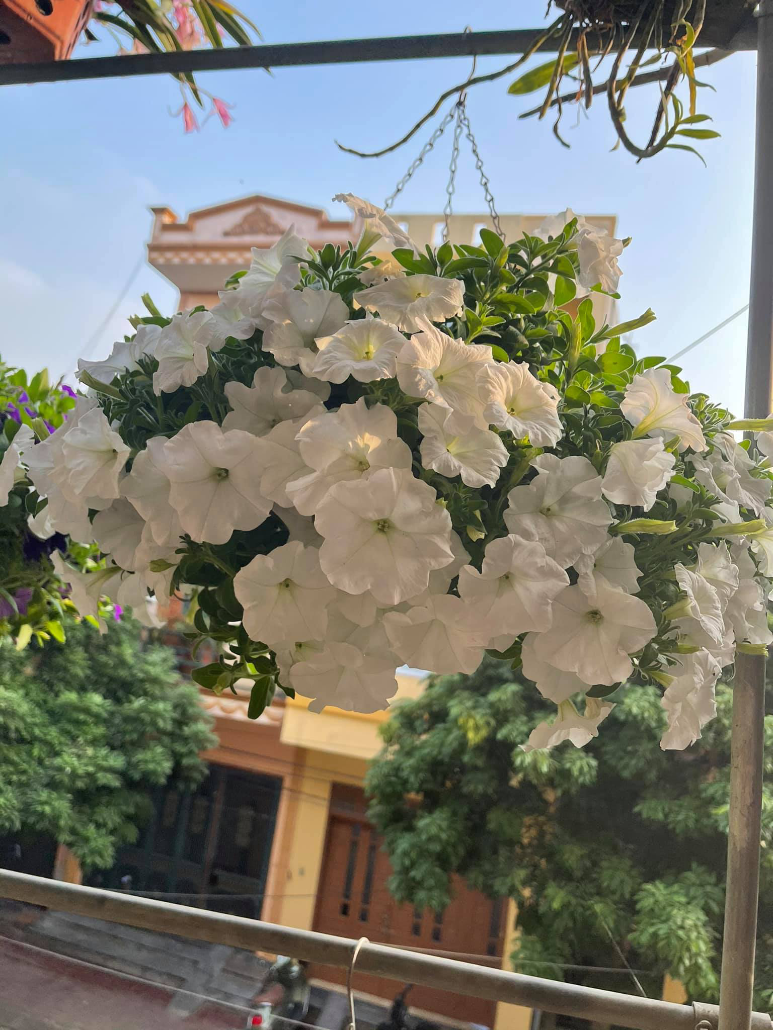 Ngẩn ngơ ngắm ngôi nhà phủ kín hoa dạ yến thảo "vạn người mê" của bà mẹ đảm ở Hưng Yên - Ảnh 8. Ngẩn ngơ ngắm ngôi nhà phủ kín hoa dạ yến thảo "vạn người mê" của bà mẹ đảm ở Hưng Yên - Ảnh 8.