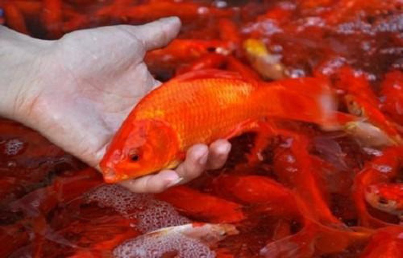 Cúng ông Công, ông Táo: "Tất tần tật" những điều cần biết - Ảnh 4. Cúng ông Công, ông Táo: "Tất tần tật" những điều cần biết - Ảnh 4.