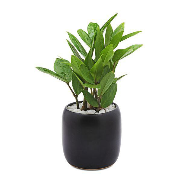 Năm 2021, 12 con giáp nên trồng cây phong thủy gì để vượng phát tài lộc? - Ảnh 1.