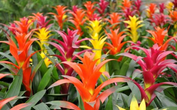 Năm 2021, 12 con giáp nên trồng cây phong thủy gì để vượng phát tài lộc? - Ảnh 2.